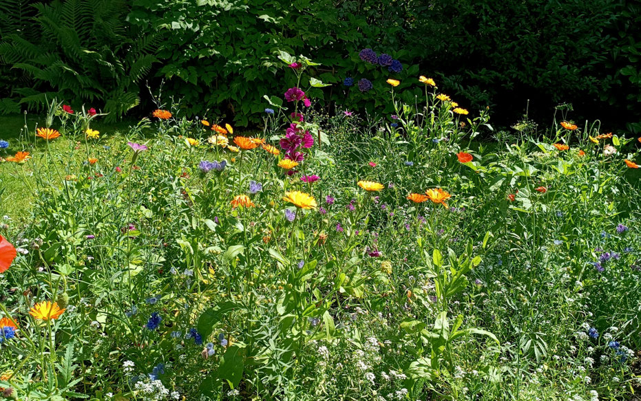 Wildblumenbeet mit heimischen Wildblumen