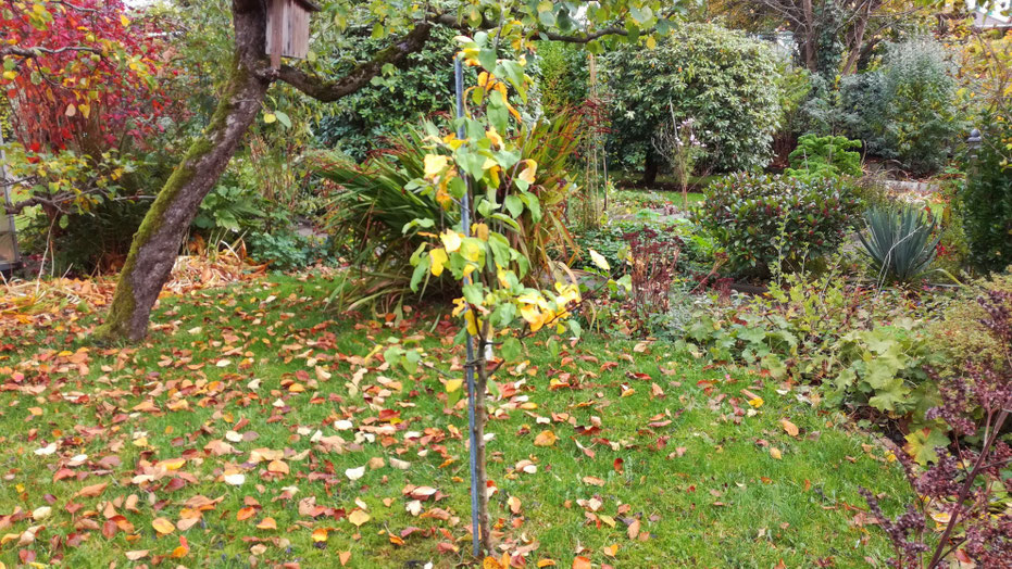 Apfelbaum Finkenwerder Herbstprinz - Eine alte Apfelsorte von der Niederelbe