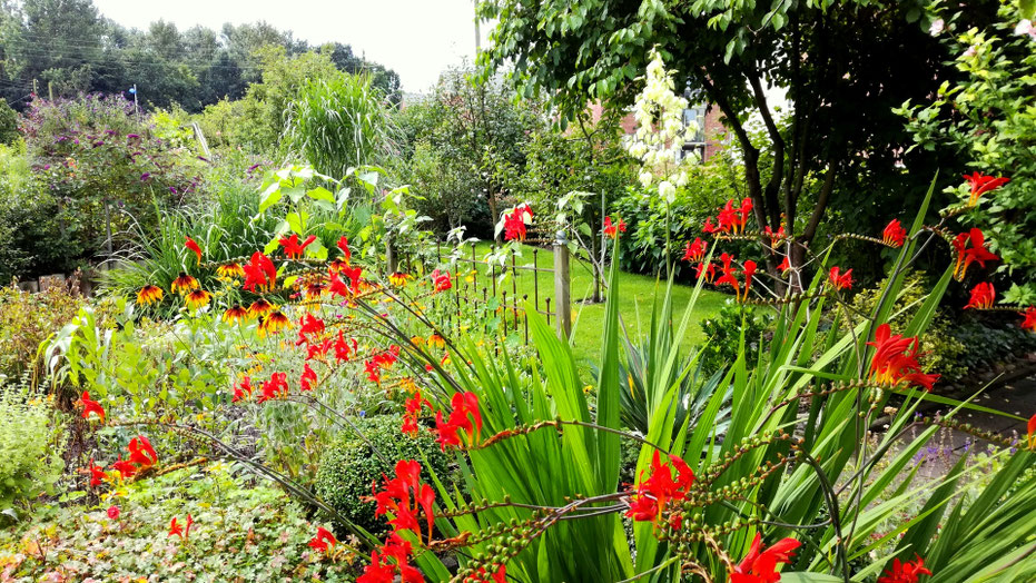 Sommerblumen und Blühstauden aus Saatgut gezogen