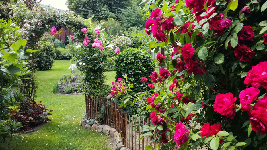 Kleingarten Rosen Rosenbogen mit Kletterrosen