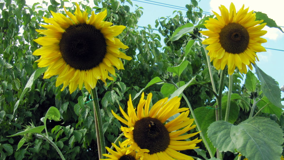 Sonnenblumen selbst säen und ziehen