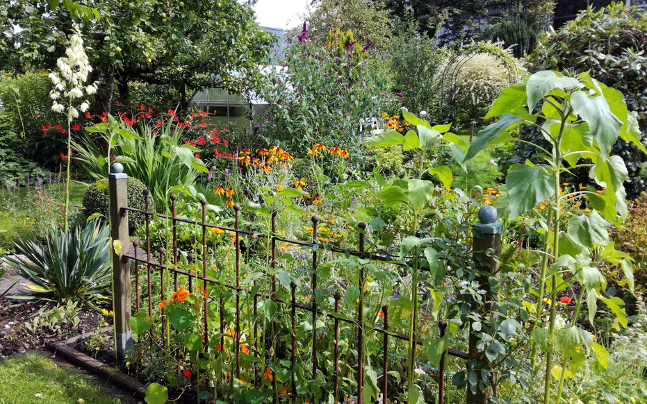 Kleingarten - Gemüse und einjährige Blumen in Mischkultur