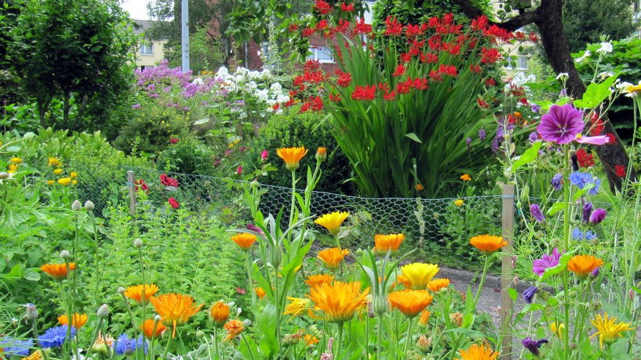 Naturnah angelegter Kleingarten Essbare Blüten Wildblumen