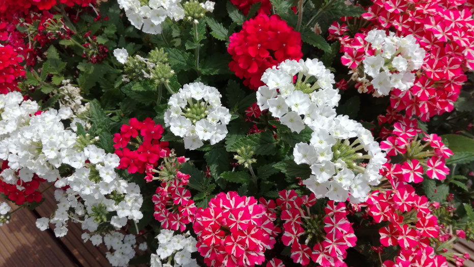 Kübel mit einjährigen Sommerblumen