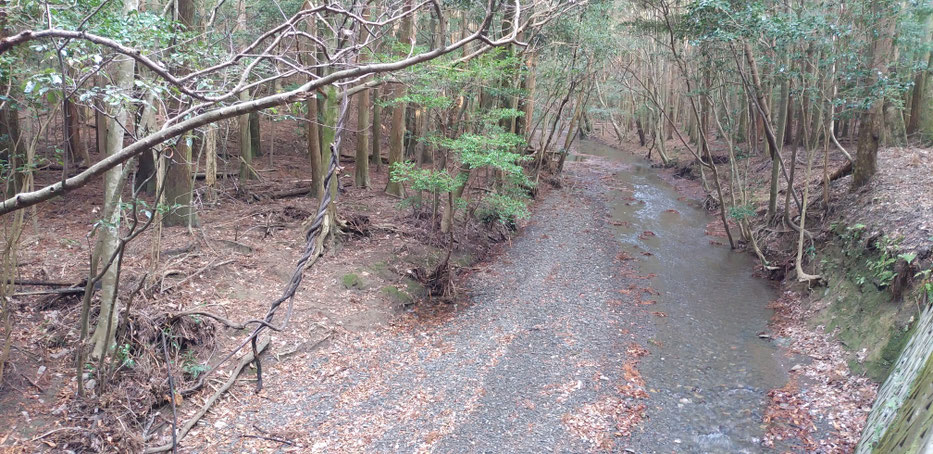 放獣後のパックが暮らしている山林内。綺麗な浅い川が流れています。