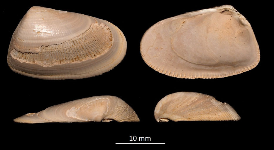 Donax (Chion) affinis, Miocene dell'Aquitania