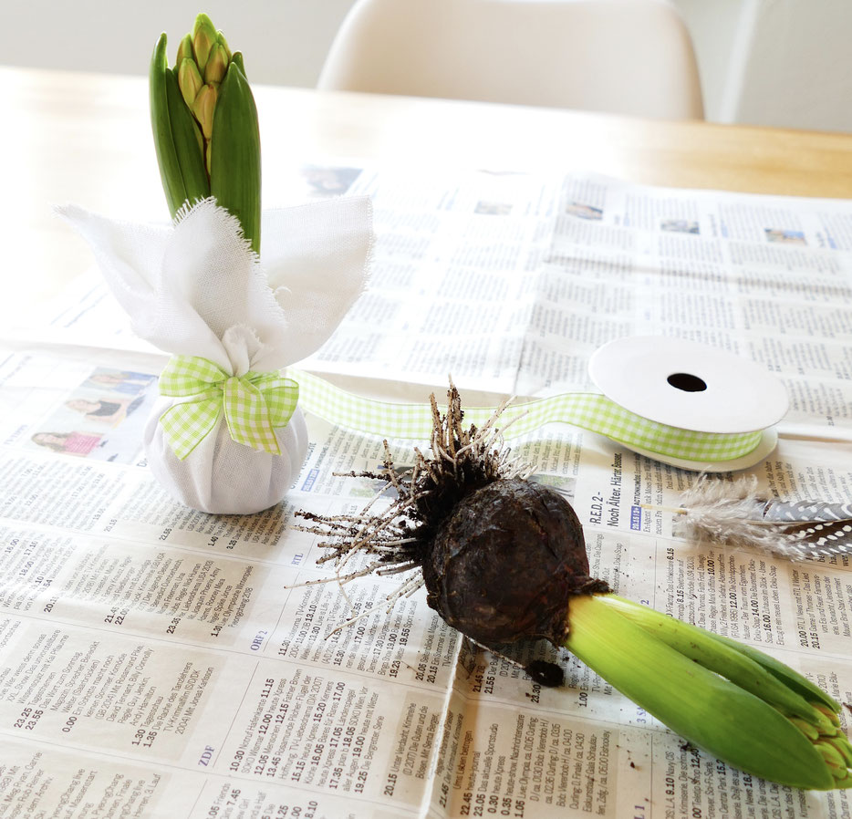 Frühlingsdekoration DIY Hyazinthe in Stoff mit grün karierter Schleife verpackt