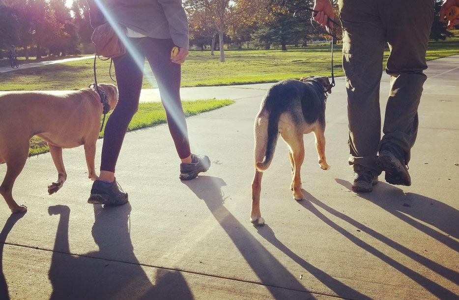 Dog Training, Puppy Trainer, Obedience Trainer, Los Angeles Dog Trainer