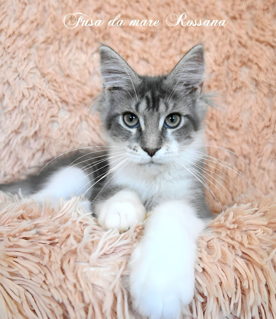 Cucciolo Maine coon blu silver tabby con bianco 
