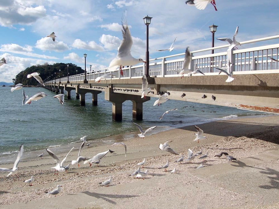 毎年冬になると渡り鳥のユリカモメで賑やか。寒い時期の竹島も良い雰囲気