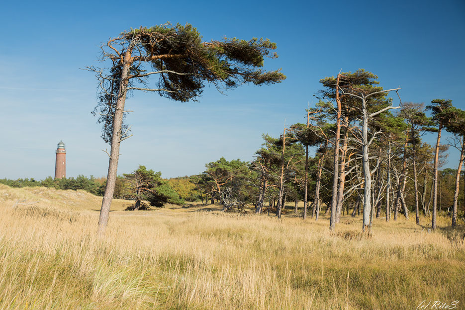 Darßer Ort -Windflüchter (windschiefe Bäume) und im Hintergrund der Leuchtturm Darßer Ort (Unterkategorie  Boddenküste Zingst-Darss)