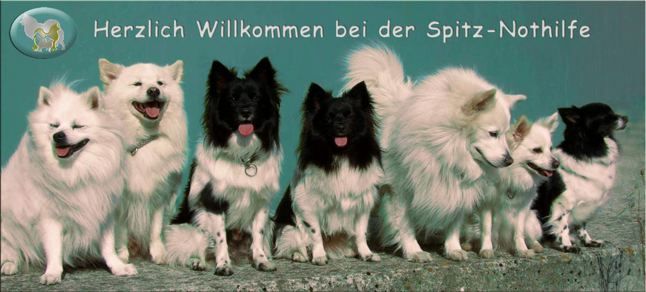 www.spitz-nothilfe.de