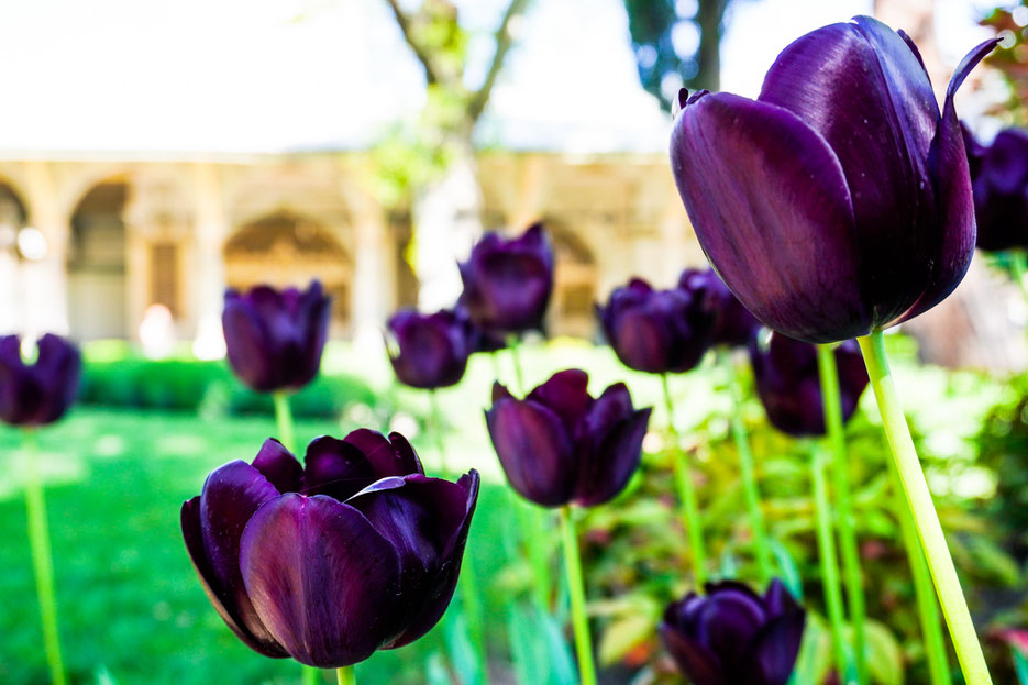 Tulpen im Topkapi Palast