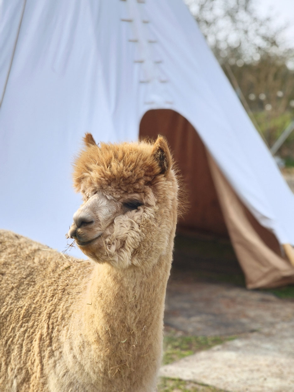 Alpaka, Tipi