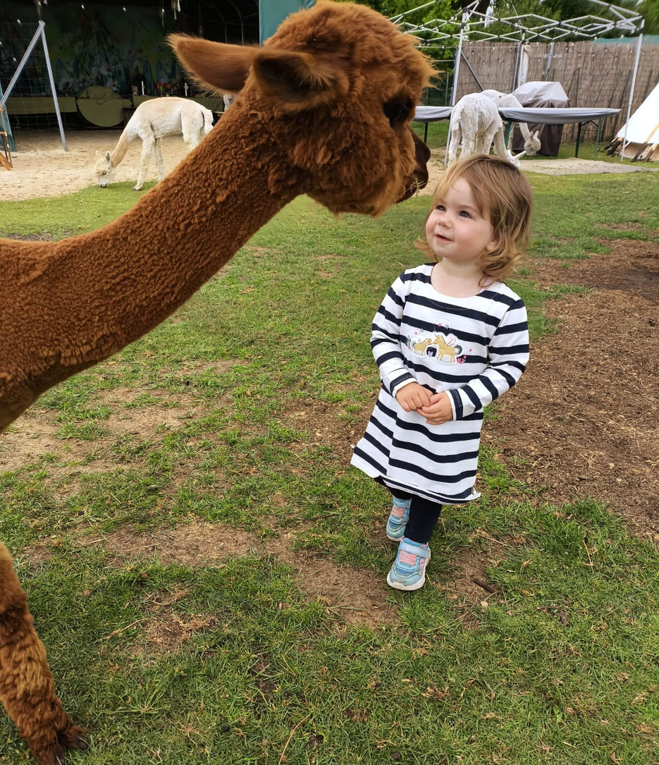 Kaffee und Kuchen bei den Seelenheil-Alpakas