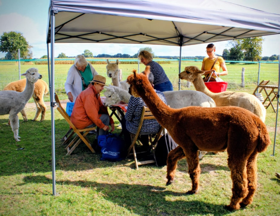 Picknick Nachmittag bei den Alpakas auf der Weide