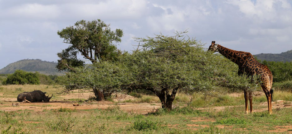 Rhinocéros et girafe