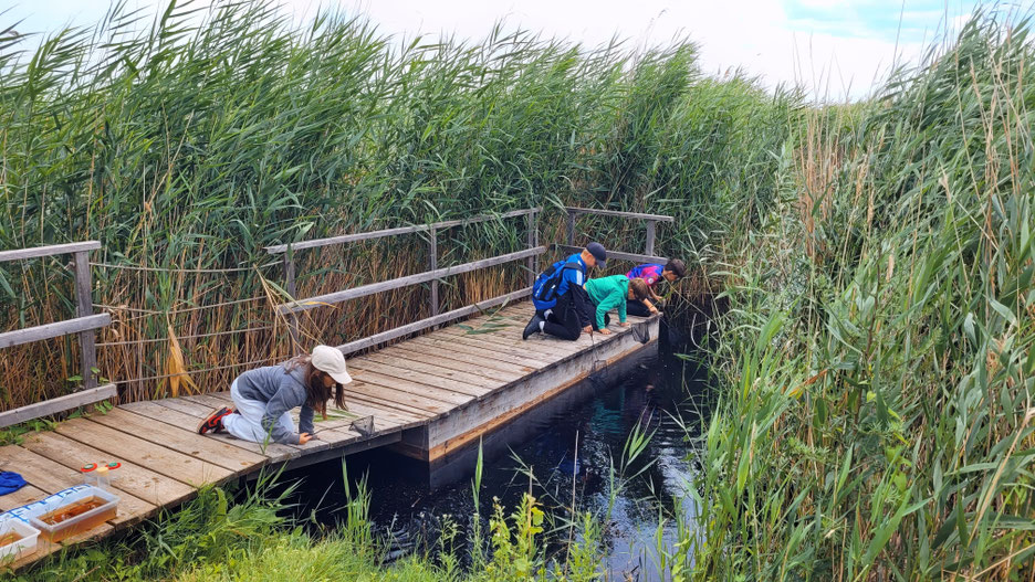 4 Kinder, die mit Keschern auf einem Steg zwischen viel Schilf nach unten ins Wasser schauen.