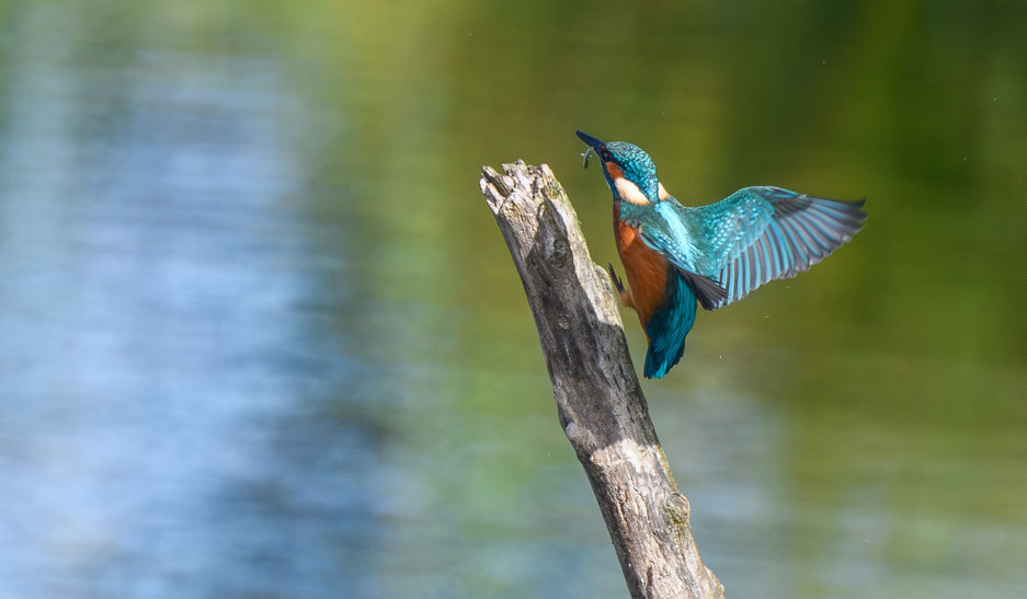  #eisvogel#photography#switzerland#july#bird#summer#nature#kingfischer#bird 