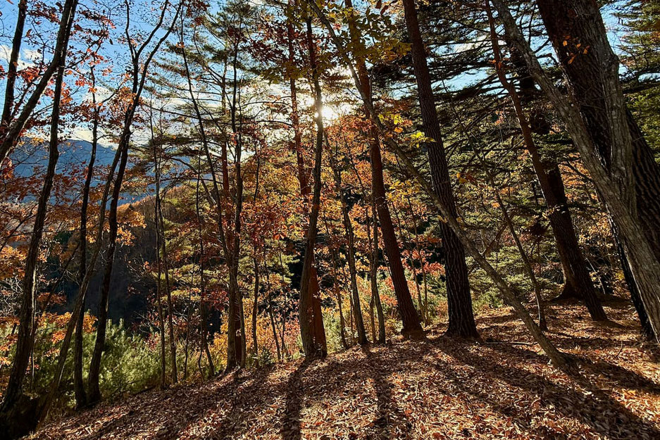 秋の陽射しが差し込む群馬県上野村の森。紅葉と落ち葉の風景|よる森14周年記念&祈念の回