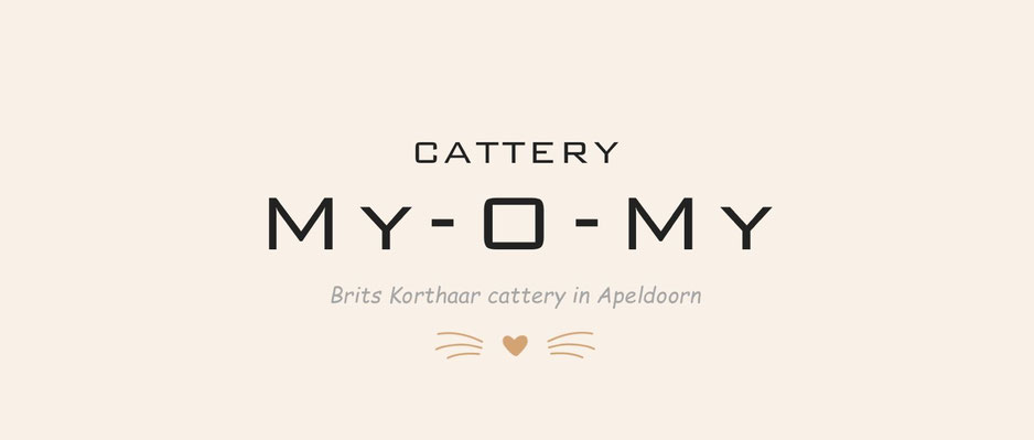 Brits Korthaar Cattery My-O-My in Apeldoorn