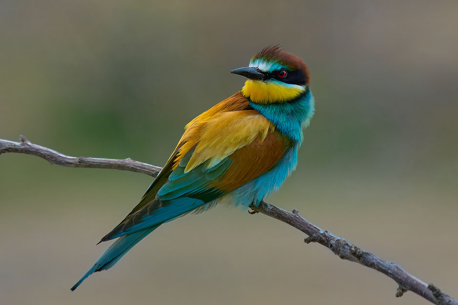Bienenfresser (Merops apiaster) Andreas Zydek