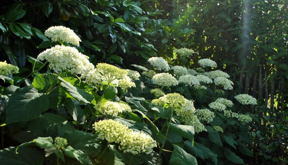 Hortensie Annabell