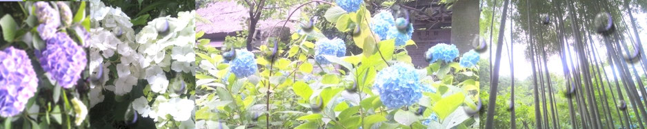 明月院　紫陽花　写真