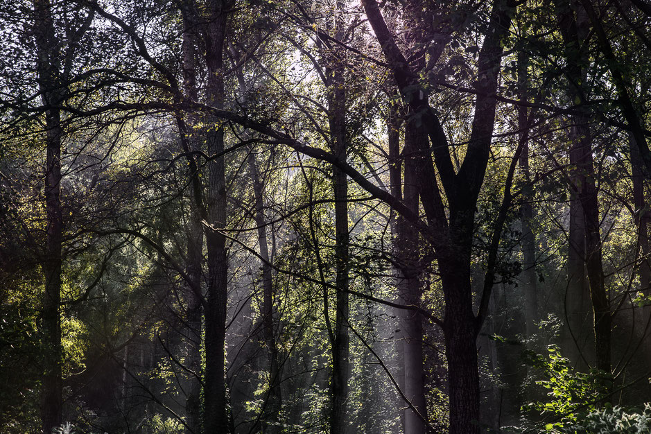 Wald und Nebel, 2015, Druck auf Papier, 90cm x 135cm