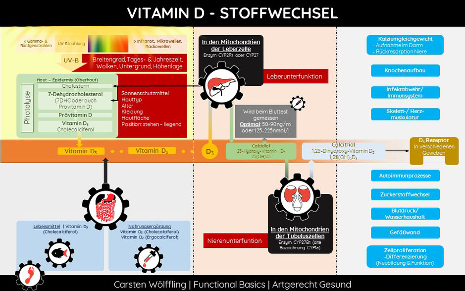 Wie wirkt Vitamin D?