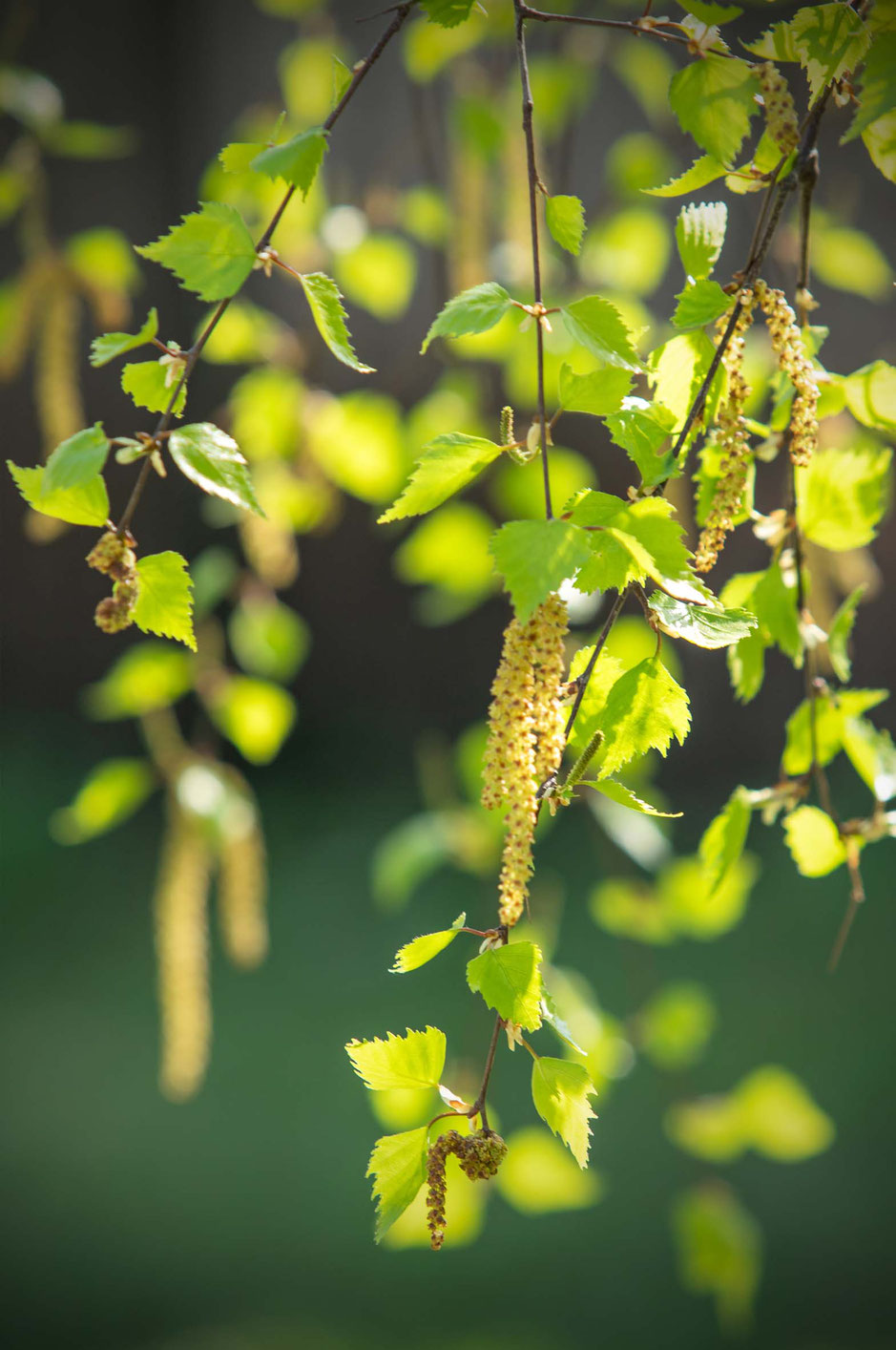 Birke, Birkenblätter, Betula, Tinkturen, Tinktur ansetzen, Sole, Sole-Tinktur, selbermachen, Pflanzenauszug, Heilpflanzen, Wildpflanze, Heilpflanzenauszüge selber machen, Salz, Salz-Sole, 