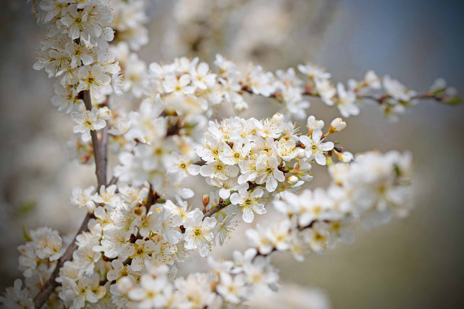 Mirabellen, Marmelade, Prunus domestica, Pflaumen, Fruchtaufstrich, Zimt, selbermachen, diy, Marmelade kochen, Früchte, Steinobst, Gelierzucker