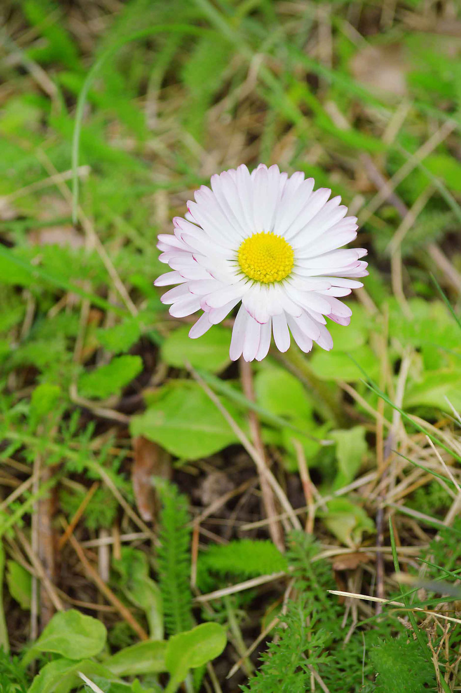 Gänseblümchen, Bellis perennis, Heilkräuter, Heilpflanzen, Heilwirkung, Kräuter, Wildkräuter, Wildkräuter verarbeiten, Wildkräuter sammeln, Gesundheit, 