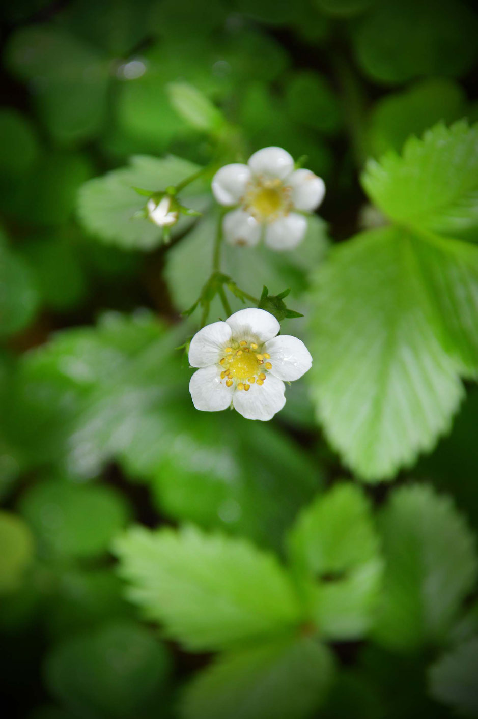 Wald, Walderdbeere, Erdbeere, Fragaria, Fragaria vesca, Erbeeren, Sammelnussfrucht, Sammelnussfrüchte, Heilpflanzen, Heilkräuter, Beeren pflücken