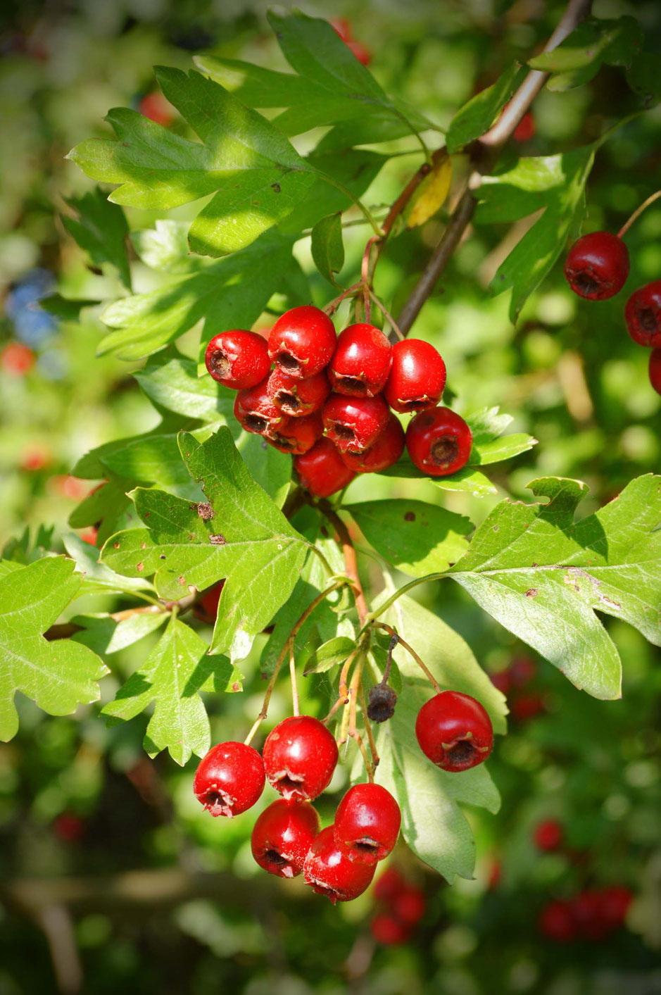 Weißdorn, Hibiskus, Wein, Rotwein, Gewürzwein, Heilwein, seelischer Schmerz, Liebeskummer, Herzheilung, rot, seelische Wirkung, Yin Energie, Kreativität, Chakra