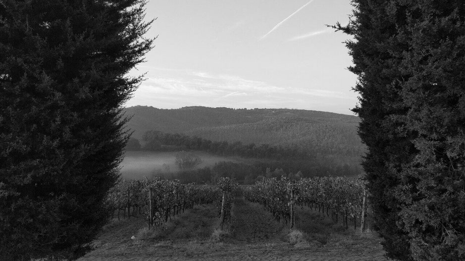 Foto in bianco e nero di paesaggio toscano all'alba con due cipressi ai lati, vigne in primo piano e colline sullo sfondo, due cipressi ai lati 