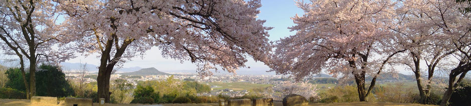 4月4日 土 季節の花 開花情報 一般社団法人 飛鳥観光協会 奈良県明日香村の観光 宿泊情報 4月4日 土 季節の花 開花情報 一般社団法人 飛鳥観光協会 奈良県明日香村の観光 宿泊情報