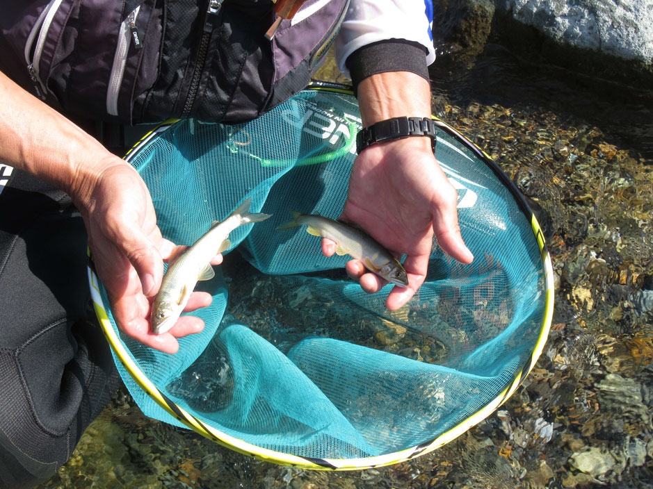 嵯峨沢おとりの家前　とてもきれいな魚です。　よくかかっていました。