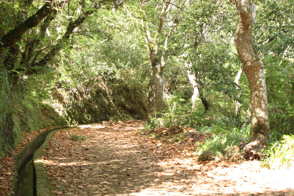 Levada on Madeira