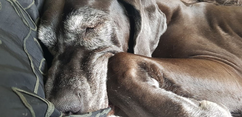 My Great Dane girl Noa (a.k.a. Muis) - 8,5 years old