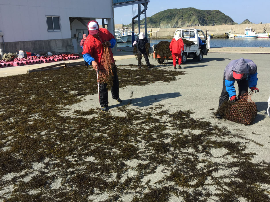 広場にまかれたひじき。トラックにもひじきがこんもり積まれている。