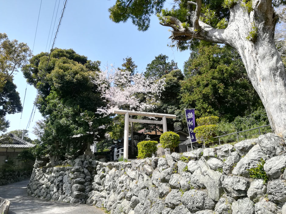 つばき公園のすぐ隣の美多羅志神社では、鳥居と桜がいい味だしています。