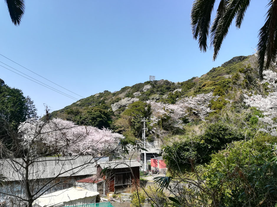 墓場の桜はきれい、これは自然の摂理。