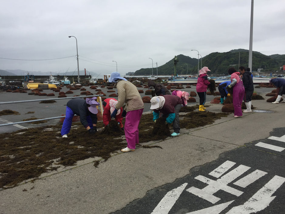 地面にひじきをまく人たち
