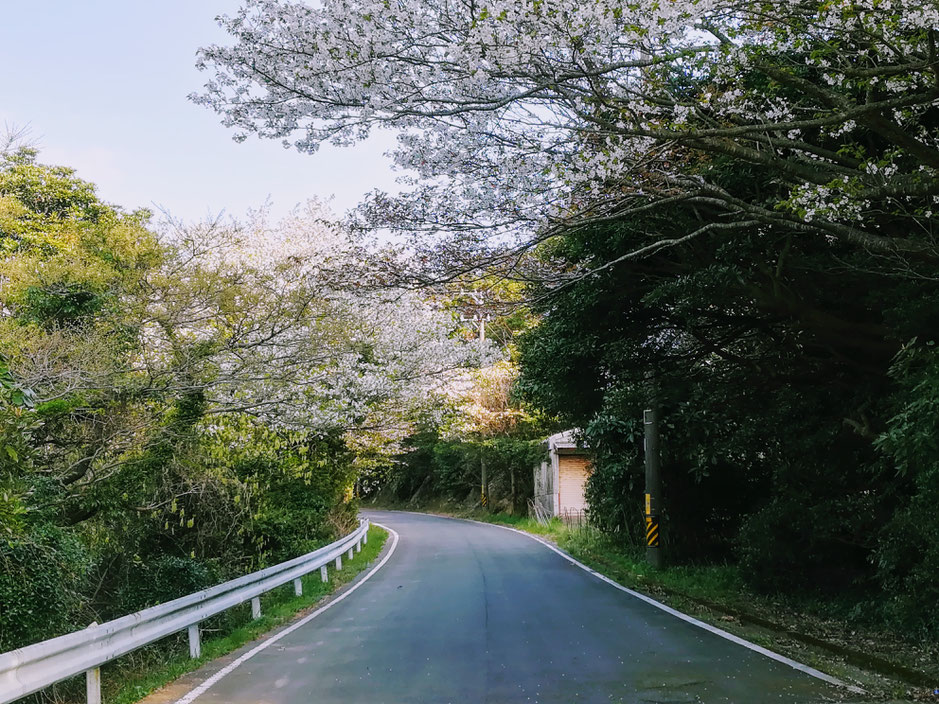 桜のトンネルもあるよ。