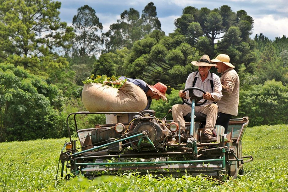 La cosecha fuerte de té, comenzaría a darse la semana próxima si llegan los días cálidos y húmedos. Foto: Natalia Guerrero