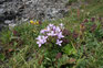 Wildblumen in den schweizer Bergen