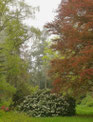 Rhododendron im Park am Hutberg Kamenz