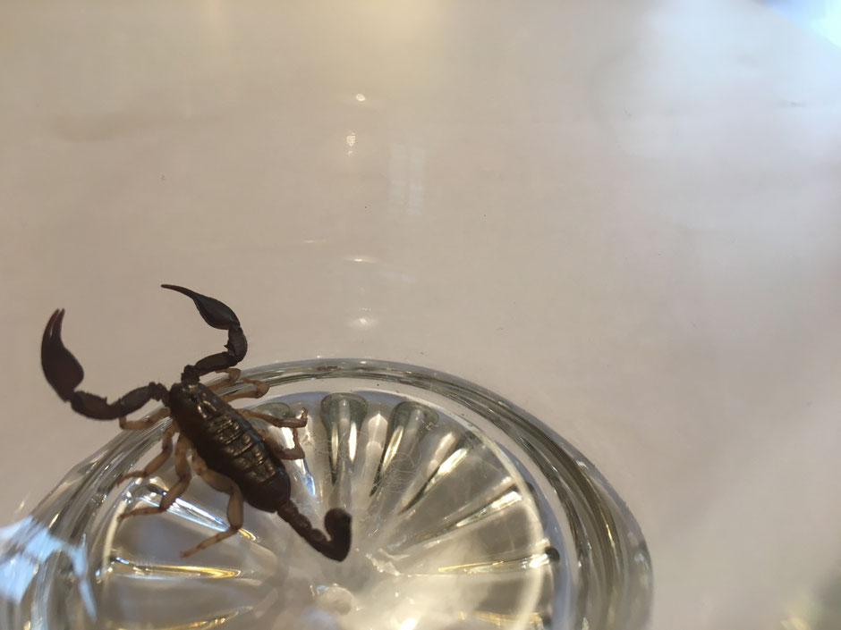 Skorpion im Zimmer. Obwohl harmlos, macht er mich unsicher. Habe ihn gefangen und auf die Wiese nebenan begleitet.