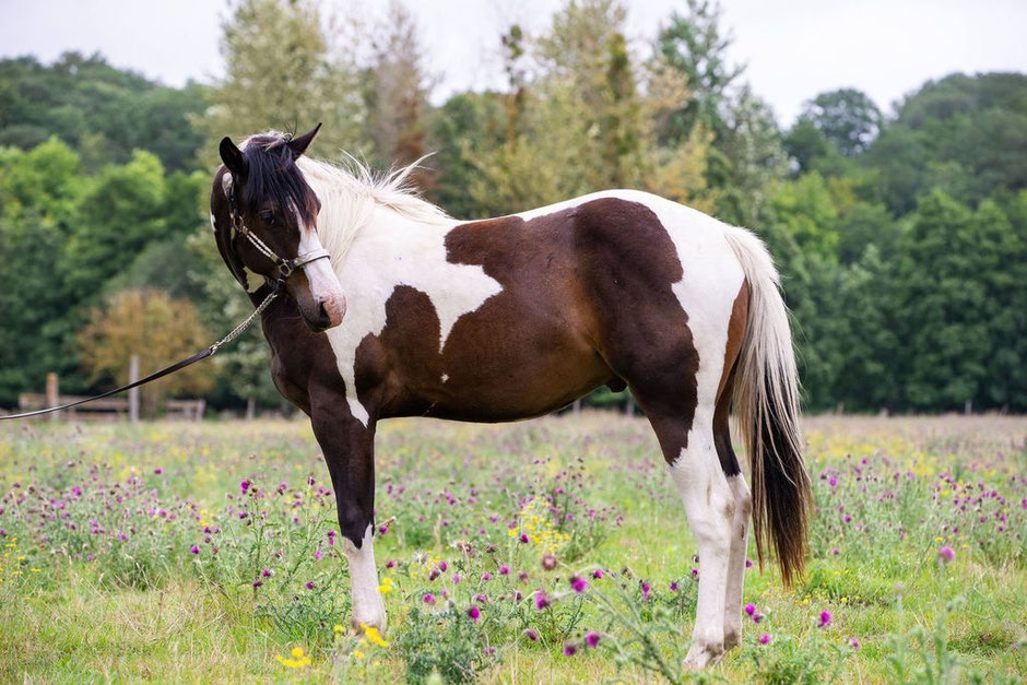 Paint Horses regular registrieren die drei aktuellen Möglichkeiten